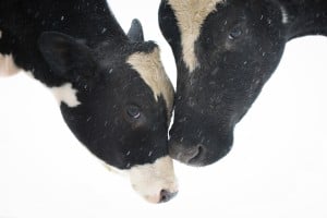 rescued cows at our farm animal sanctuary in new york