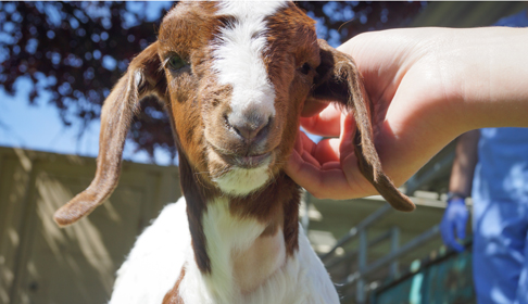 2014_06-17_FSOR_Totes_goat_arrival_3_CREDIT_Farm_Sanctuary