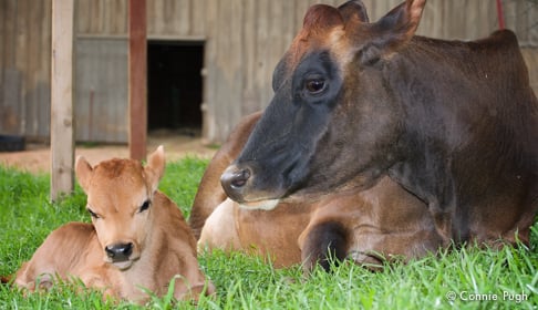 6 Awww-Inspiring Ways Farm-Animal Moms Show Affection for Their Babies |  Farm Sanctuary Blog