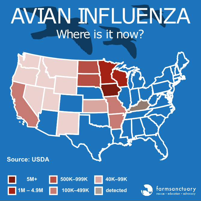 What You Need to Know about Avian Flu Farm Sanctuary Blog