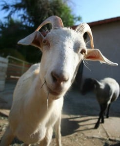 Prince goat at Farm Sanctuary