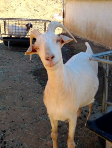 Prince goat at Farm Sanctuary