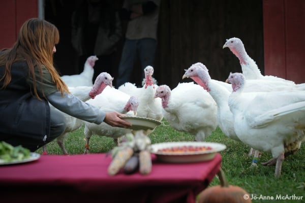Susie Coston with turkeys at Farm Sanctuary