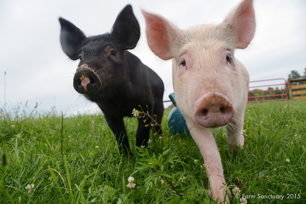 Anna & Maybelle piglets at Farm Sanctuary