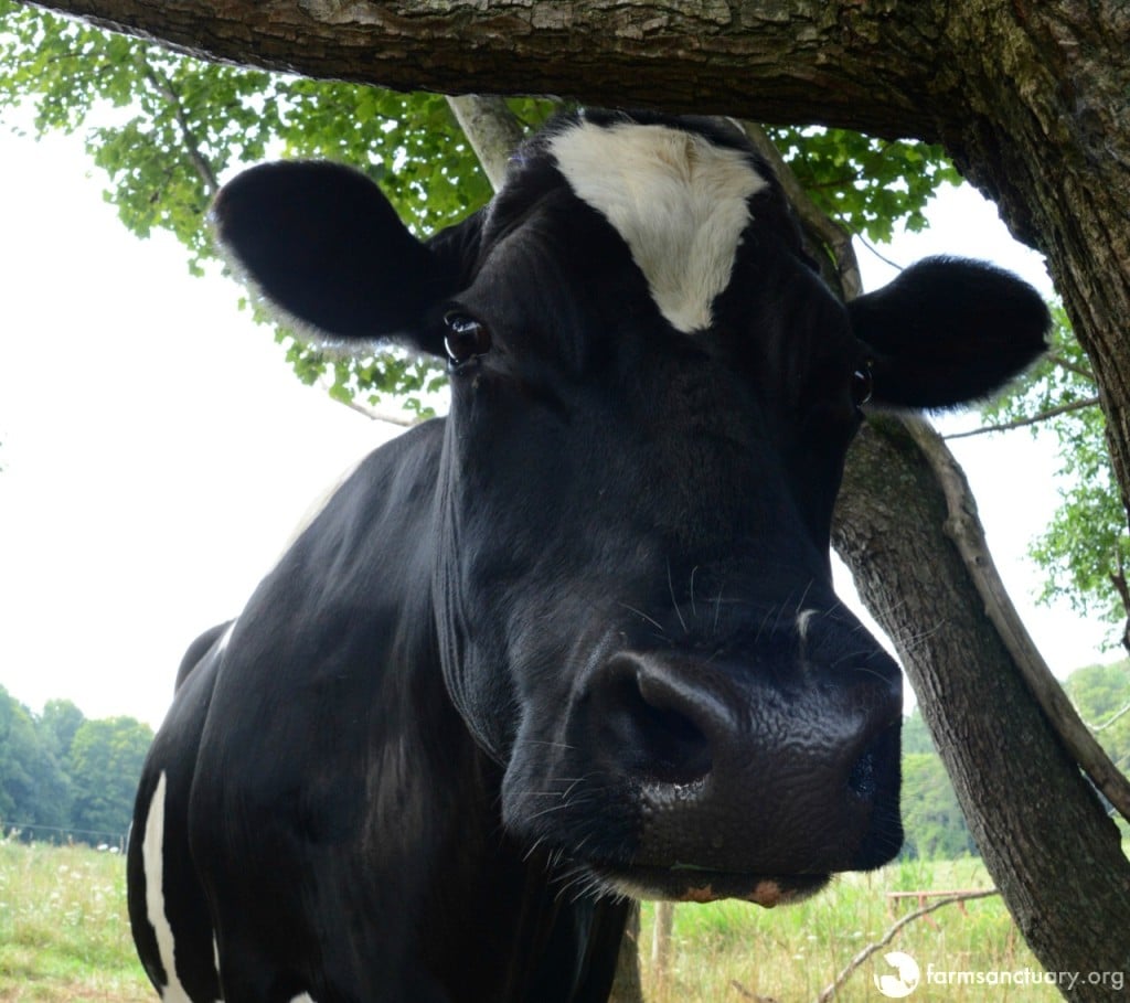 Farm Sanctuary resident DIane cow