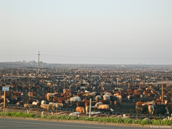 Cattle at a factory farm