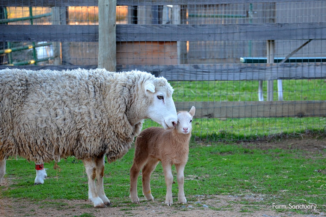 2013_02-03_FSOR_Dolly_sheep_and_Elizabeth_lamb_DSC_7477_CREDIT_Farm_Sanctuary (2)