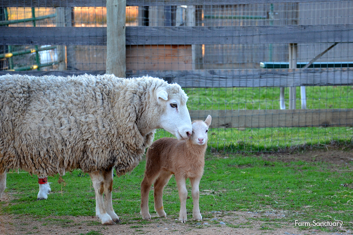 2013_02-03_FSOR_Dolly_sheep_and_Elizabeth_lamb_DSC_7477_CREDIT_Farm_Sanctuary (2)