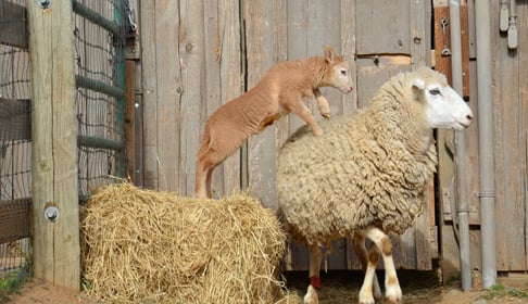2013_02-03_FSOR_Elizabeth_lamb_and_Dolly_sheep_DSC_7656_CREDIT_Farm_Sanctuary