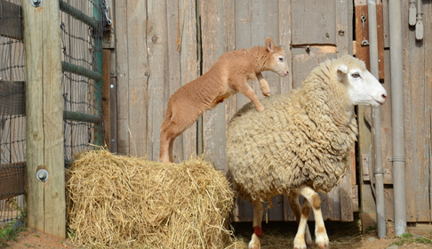 2013_02-03_FSOR_Elizabeth_lamb_and_Dolly_sheep_DSC_7656_CREDIT_Farm_Sanctuary