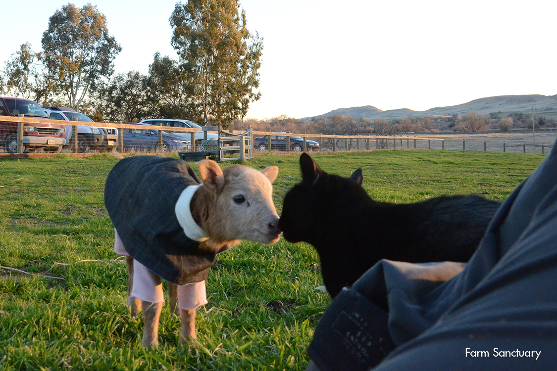 2013_02-03_FSOR_Zuri_lamb_and_Blaize_cat_DSC_7054_CREDIT_Farm_Sanctuary