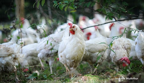 2013_09-05_FSNY_Hen_rescue_3083_CREDIT_Jo-Anne_McArthur