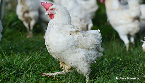 2013_09-05_FSNY_Hen_rescue_hen_transport_FS_Sept2013-1044_CREDIT_Jo-Anne_McArthur