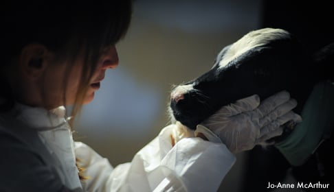 2011_07-13_Susie_Coston_with_Sonny_calf_at_Cornell_University_3949_CREDIT_Jo-Anne_McArthur_for_The_Ghosts_in_Our_Machine-blog