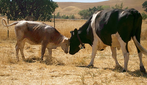 2008_08_18-CA-Susie-Moo_Valentino_cattle-4_CREDIT_Farm_Sanctuary