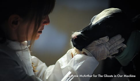2011_07_Susie_Coston_with_Sonny_calf_3949_CREDIT_Jo-Anne_McArthur_for_The_Ghosts_in_Our_Machine
