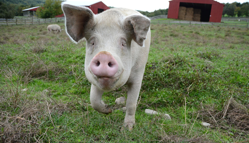 2013_12-19_Nikki_pig_DSC_7107_1_CREDIT_Farm_Sanctuary