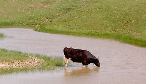 FSOR_Valentino_cow_in_pond_2_CREDIT_Farm_Sanctuary