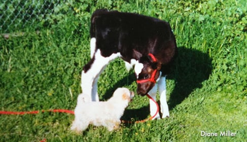 Valentino_cow_with_dog_2_CREDIT_Diane_Miller