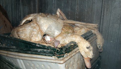 The Truth About Foie Gras Part 1 Farm Sanctuary Blog