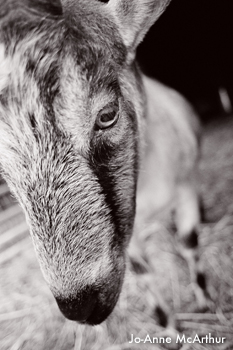 Ivan_Goat NY_Ivan goat bw_CREDIT Jo-Anne McArthur