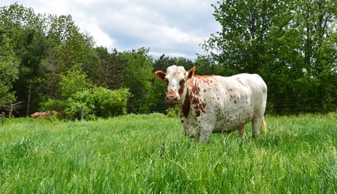 2013_06-10_FSNY_Queenie_cow_humane_blog