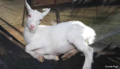 2013_06-23_FSOR_Hemingway_goat_June_2014_084_CREDIT_Connie_Pugh_blog