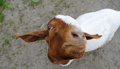 2014_05-19_FSNY_Jordan_goat_DSC_0019_blog