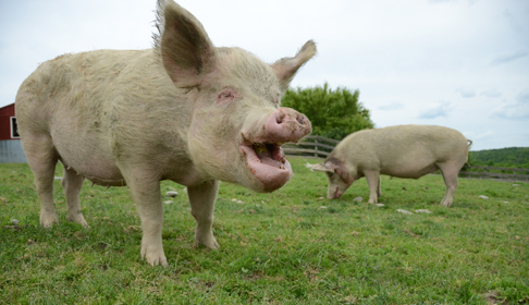 2014_06-04_FSNY_Ellen_pig_eating_watermelon_humane_blog