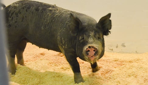 2014_08-05_FSNY_Pigs_from_Bob_Comis_DSC_0777_CREDIT_Farm_Sanctuary