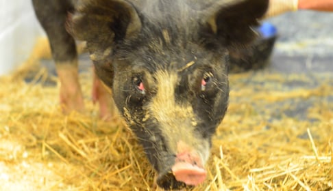 2014_08-06_FSNY_Pigs_from_Bob_Comis_DSC_0887_CREDIT_Farm_Sanctuary