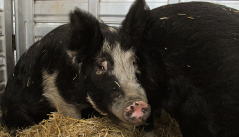 2014_12-03_FS_Comis_Pigs_Adoption_Rooterville_FL_IMG_0348_CREDIT_Farm_Sanctuary