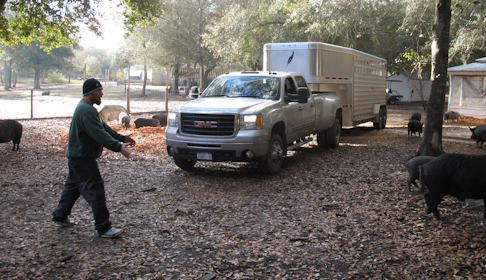 2014_12-03_FS_Comis_Pigs_Adoption_Rooterville_FL_IMG_0386_CREDIT_Farm_Sanctuary