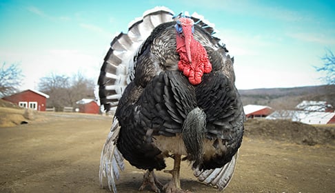 2014_03-11_FSNY_Turpentine_turkey_DSC_4811_CREDIT_Farm_Sanctuary