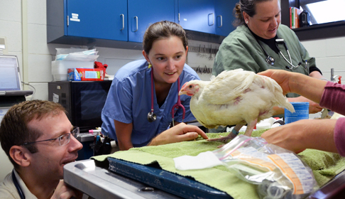 2014_10-15_FSNY_Cornell_Health_Checks_DSC_1899_CREDIT_Farm_Sanctuary