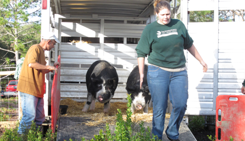 2014_12-03_FS_Comis_Pigs_Adoption_Rooterville_FL_IMG_0392_CREDIT_Farm_Sanctuary