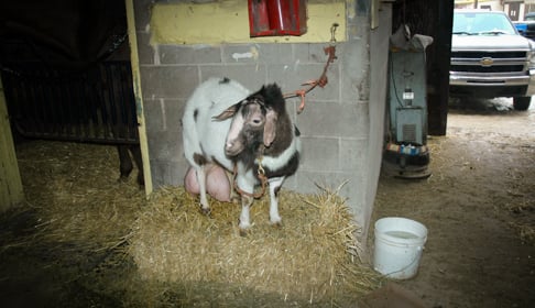 2009_10-23_FSNY_Gloria_goat_at_Chicago_Racetrack_001_CREDIT_Farm_Sanctuary