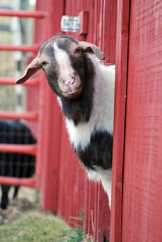 2010_01-26_FSNY_Gloria_goat_by_Erin_019