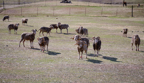 2012_01-07_FSOR_DSC3615.JPG_CREDIT_Farm_Sanctuary