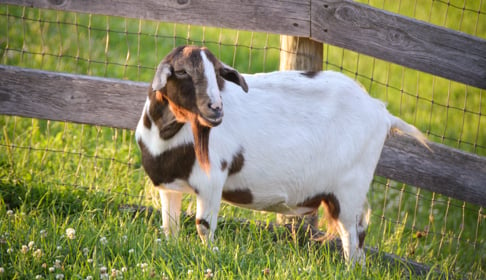 2014_07-11_FSNY_Gloria_goat__DSC_6724_CREDIT_Farm_Sanctuary