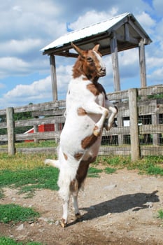 Gloria_goat_After_CREDIT_Farm_Sanctuary