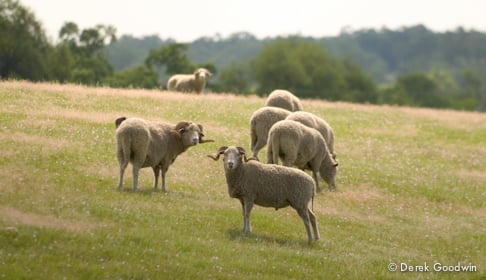 Sheep_CA_0398_CREDIT_Derek_Goodwin