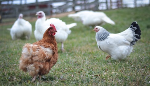 2014_12-09_FSNY_Pamela_hen_left_Pussy_Willow_hen_right_DSC_0615_CREDIT_Farm_Sanctuary