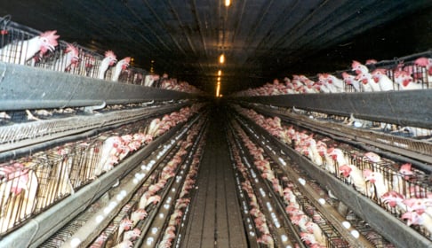 Battery Cages