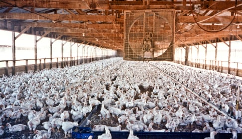 Chickens raised for slaughter