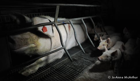 Pig factory farm investigation. Spain, 2011