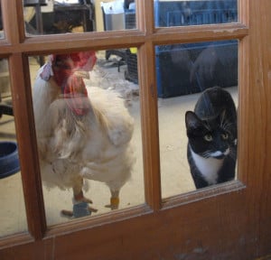 Mako rooster and Stanley cat at Farm Sanctuary