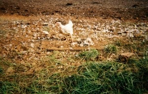 Hurricane Katrina chicken rescue