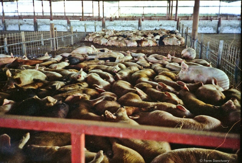 Pigs in a slaughterhouse holding pen.