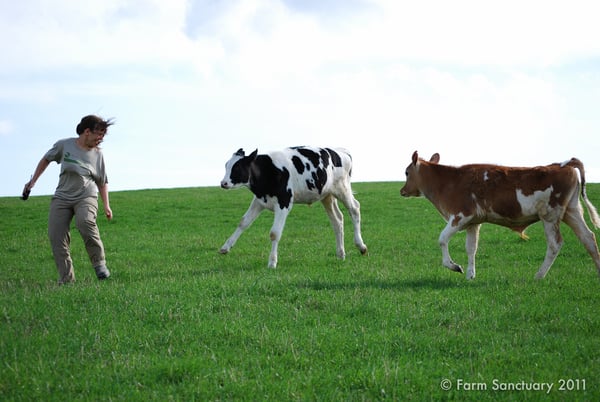 Susie Coston, Alexander calf and Blitzen calf